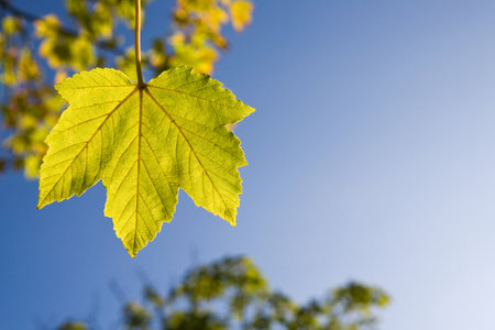 Maple leaf background.の写真素材