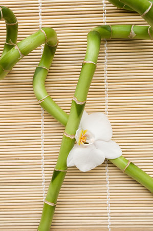 Lucky bamboo and orchid flowerの写真素材