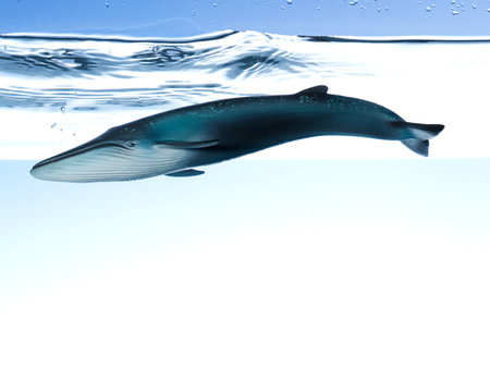 A toy whaleの写真素材