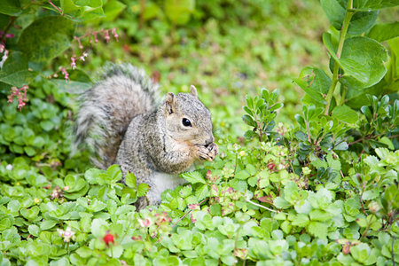 Grey squirrel background.