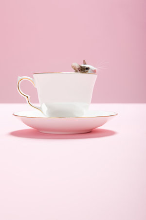 Mouse in a teacupの写真素材