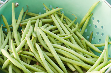 Green beansの写真素材