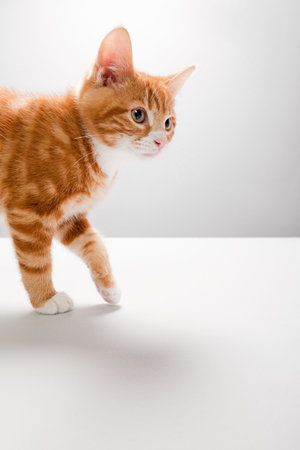 Portrait of a kittenの写真素材