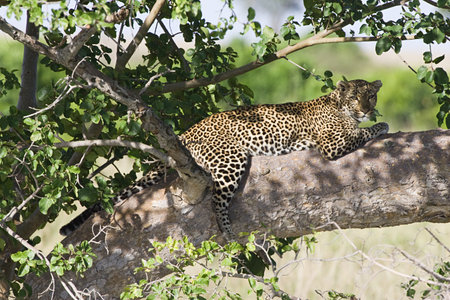 Leopard in shade of tree