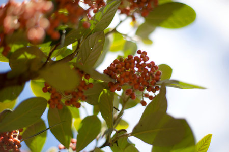 Berries and leaves, close up