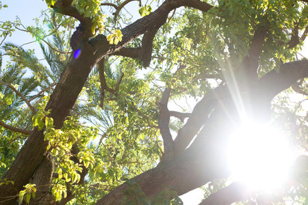Trees in sunlight
