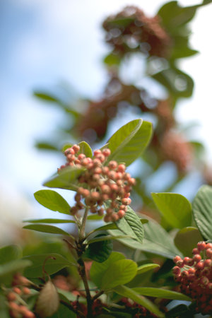 Berries and leaves, close up