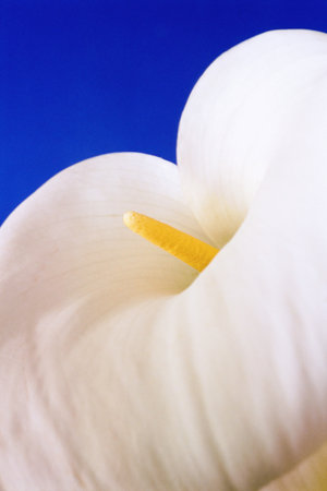 Trumpet lily background.の写真素材