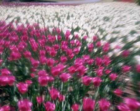 Field of tulips background.の写真素材