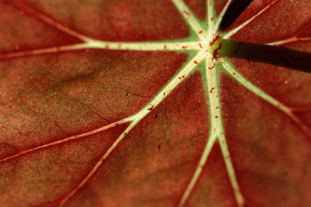 Back of an autumn leaf