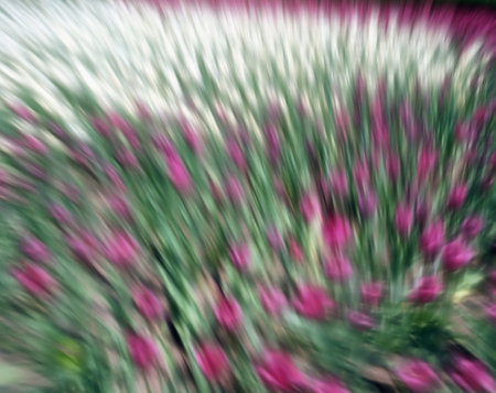 Field of tulipsの写真素材