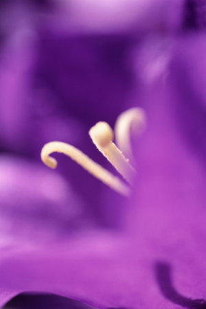 Stigma of a campanulaの写真素材