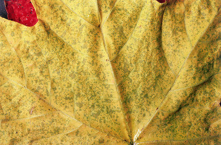 Autumn leaf background.