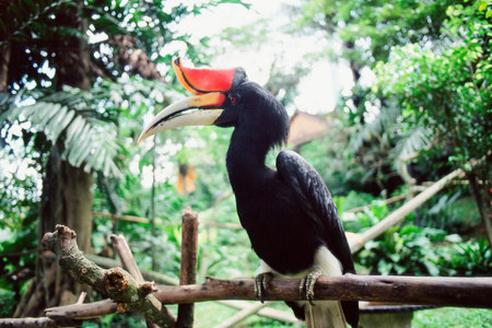 Exotic black birdの写真素材