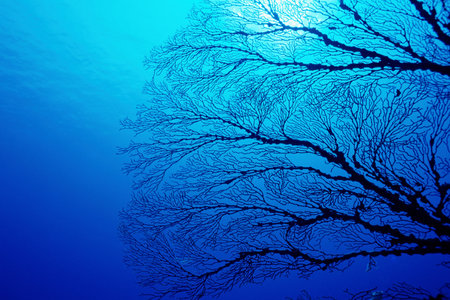 Coral in the blue sea.の写真素材