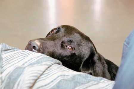 Resting dog close upの写真素材