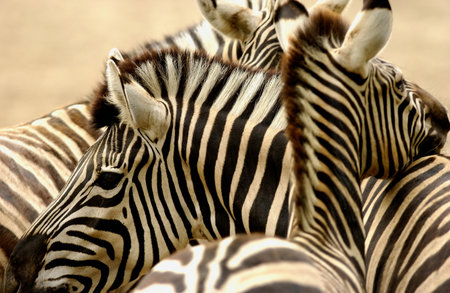Zebras close up background.の写真素材