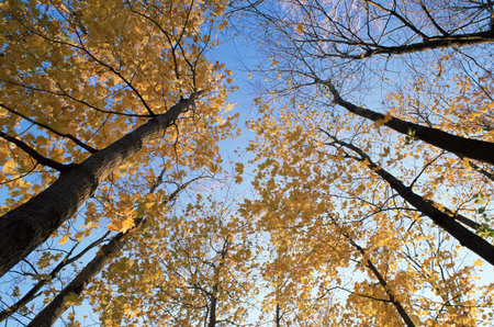 Maple trees in autumn