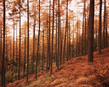 Pine trees in autumn at sunsetの写真素材