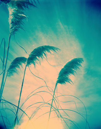Pampas grass background.の写真素材