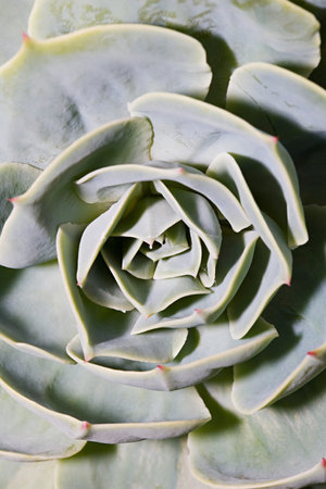 Leaves of succulent plantの写真素材