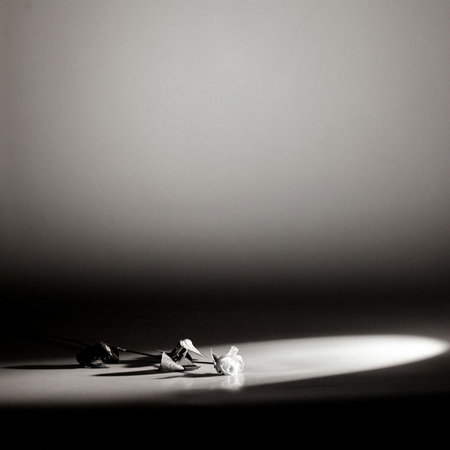 Rose in spotlightの写真素材