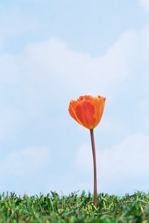 Orange tulip in grassの写真素材