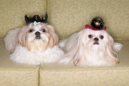 Two pekinese dogs on sofa