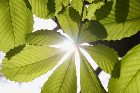 Sunlight through leavesの写真素材