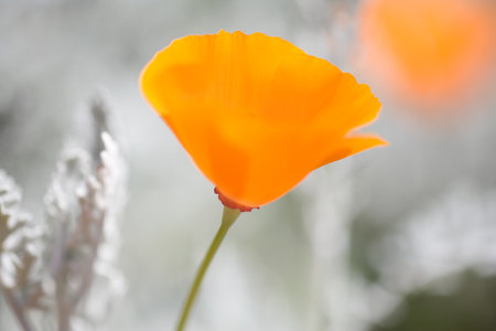 Close up of a poppyの写真素材