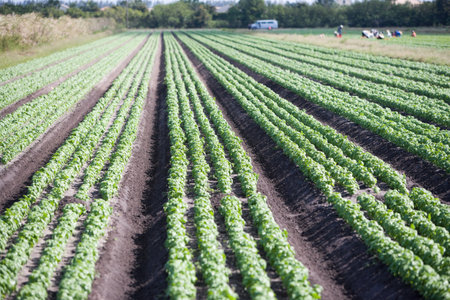 Plants in field background.