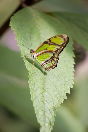 A false malachite butterfly on a leafの写真素材