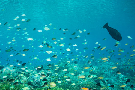 Fish swimming off sipadan island