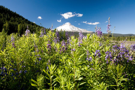 Wildflowers and mount hoodの写真素材