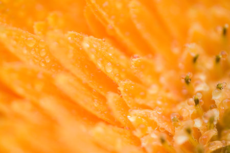 Close up of a flowerの写真素材