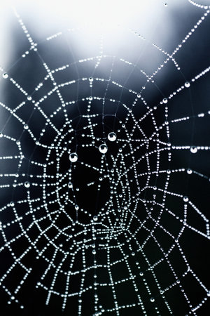 Water droplets on a cobwebの写真素材
