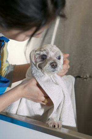 Woman drying a terrier with towel
