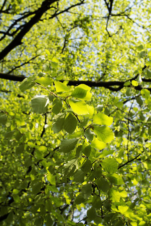 Forest in spring
