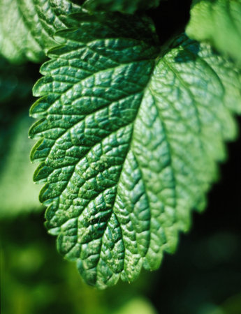 Lemon balmの写真素材