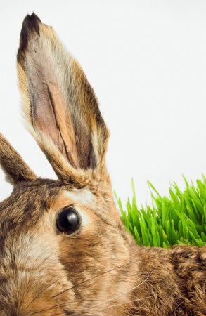 Rabbit in grassの写真素材
