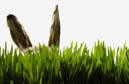 Rabbit in grassの写真素材