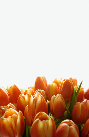 Orange tulipsの写真素材