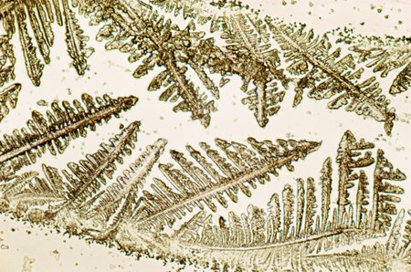 Cervical mucus