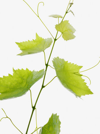 Vine leavesの写真素材