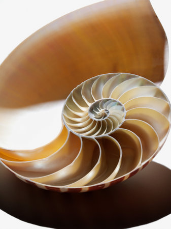 A seashellの写真素材