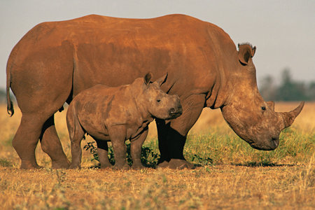 Two rhinosの写真素材