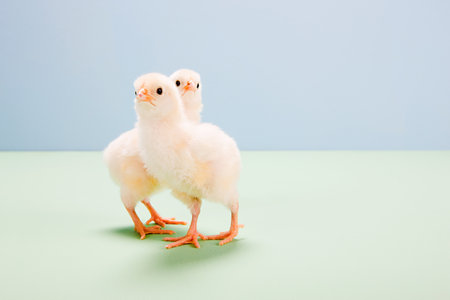 Chicks standing in studioの写真素材