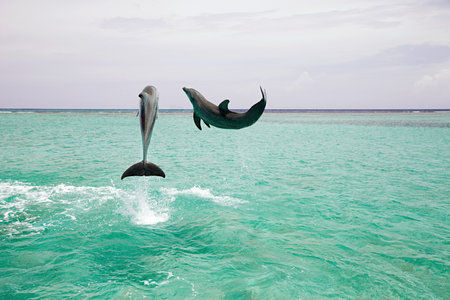 Bottlenose dolphins leaping from seaの写真素材