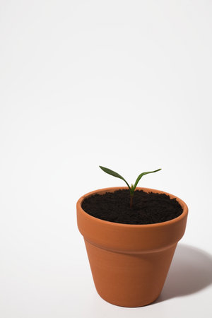 Seedling in plant pot on white backgroundの写真素材