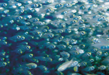 School of fishの写真素材